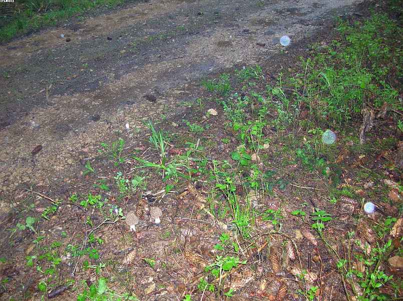 Oltingue  ( FRA )    24. Aprile 2005